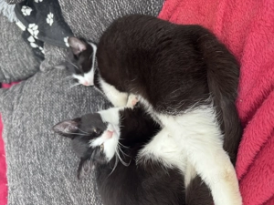 2 süße Kitten abzugeben 