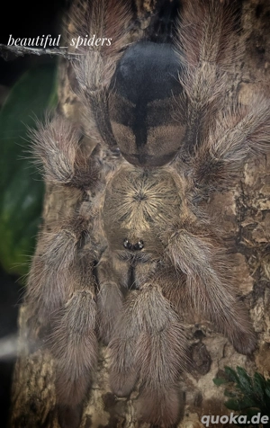 Psalmopoeus pulcher,  Vogelspinne