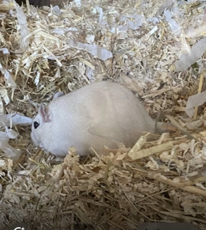 1 Jährige Wüsten rennmaus mänlich abzugeben