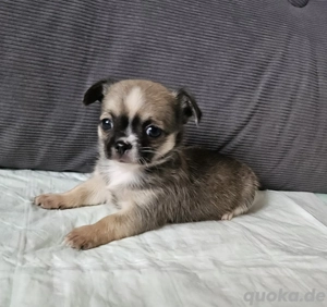 Wundervolle Chihuahua Welpen 