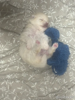 Pomeranian( Zwergspitz Welpen )