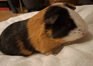 2 Meerschweinchen Böckchen Bild 2