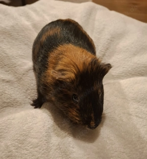 2 Meerschweinchen Böckchen Bild 5