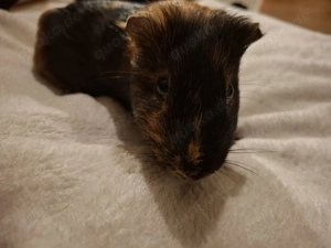 2 Meerschweinchen Böckchen Bild 6