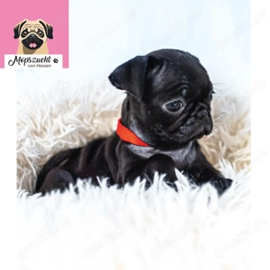 Mopsmädchen mit Gesundheitszeugnis & Ahnentafel   abgabebereit!
