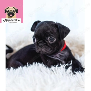 Mops Welpen mit Gesundheitszeugnis & Ahnentafel abgabebereit!