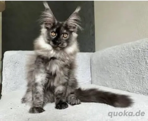 Wunderschönes Maine-Coon-Kätzchen zu verkaufen   