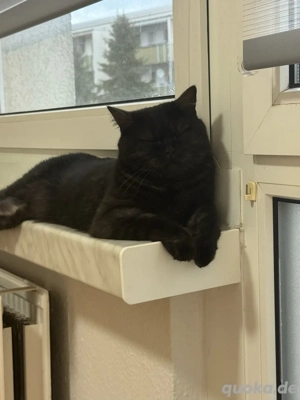 Süße Britisch Kurzhaar Katze, weiblich