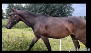 Quaterhorse x Holsteiner Wallach 