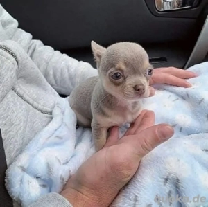 Teacup-Welpen verfügbar, bei Interesse bitte melden.