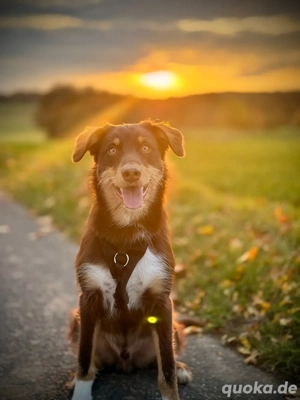 liebevolles zuhause gesucht Australian sheperd  9 monate jung