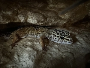 3 Leopardgecko Weibchen wegen Hobbyauflösung abzugeben