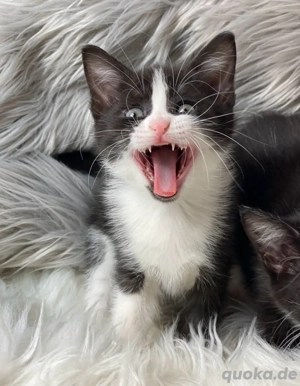 Flauschiges Bkh Mix Kitten Mädchen Katzenbaby abzugeben