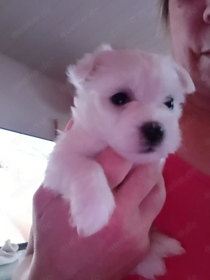 Malteser Pomeranien Maltipom Welpen 