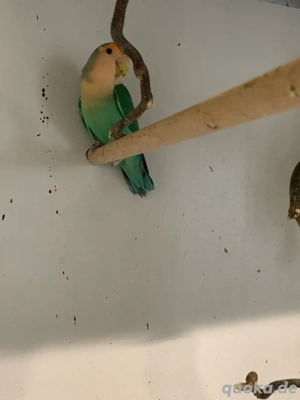 Agapoidide Rosenkopf Hahn 