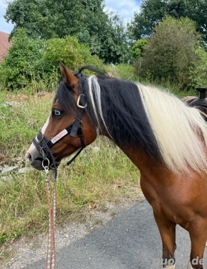 Pony gefahren zu verkaufen