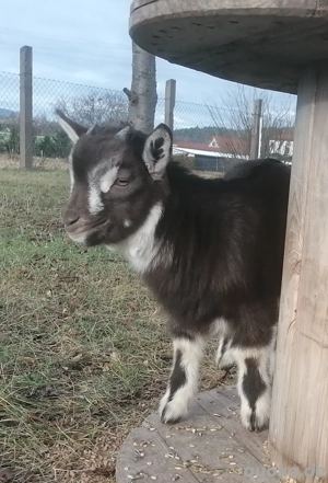 Zwergziegen, Zicklein, Geiß und Bock