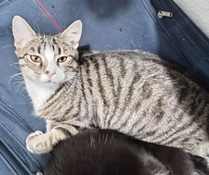 Hauskatzen zu vergeben 