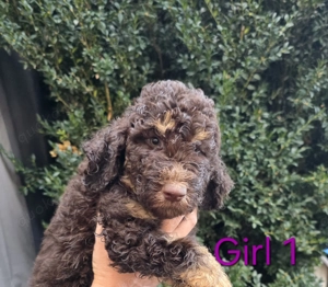 Wunderschöne Großpudel Welpen in braun tan mit Ahnentafel