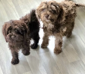 Zwei wunderschöne Cockapoo Welpen Rüde und Hündin sucht ein Zuhause!