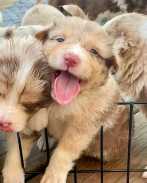 Australische Schäferhundwelpen zur Adoption