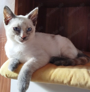 Eine Siamkatze im Tortie-Point-Farbschlag sucht ein liebevolles Zuhause