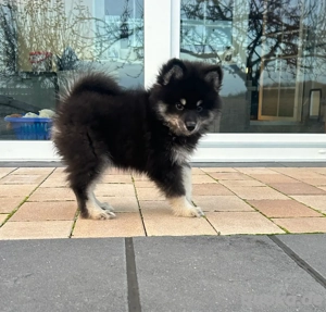 RATENZAHLUNG MÖGLICH pomsky ( husky+ pomeranian  zwergspitz ) zu verkaufen 