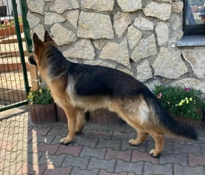 Schäferhund-Rüde sucht liebevolles Zuhause Bild 3
