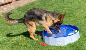 Schäferhund-Rüde sucht liebevolles Zuhause Bild 4