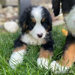    Wir begrüßen unsere bezaubernden Berner Sennenhund-Welpen!   