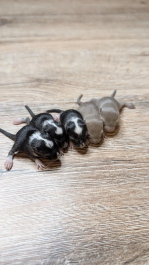 Baby Rennmäuse aus kleiner Hobbyzucht (Rennmaus, Gerbil, Wüstenrennmaus) Bild 3