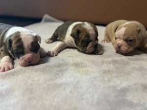 Pocket Bully x Continental Bulldog 