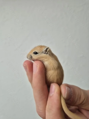 Baby Rennmäuse aus kleiner Hobbyzucht (Rennmaus, Gerbil, Wüstenrennmaus) Bild 6