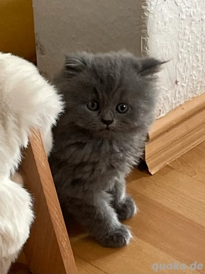 Reinrassige Perser kitten