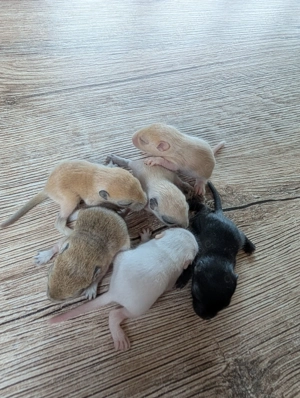 Baby Rennmäuse aus kleiner Hobbyzucht (Rennmaus, Gerbil, Wüstenrennmaus)
