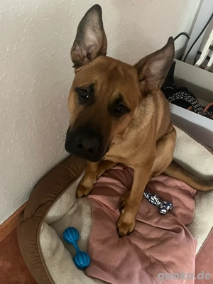 Lupo sucht sein neues Zuhause