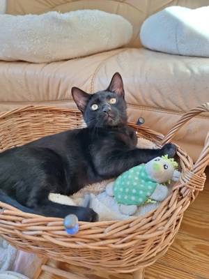 Rarität! Noch 1 seltenes melanistic Bengal Mädchen Abholbereit!