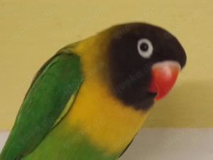 Agaporniden, Schwarzköpfchen