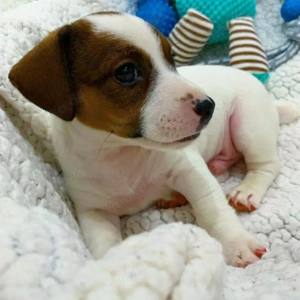 Jack Russell Terrier, weiblich und männlich