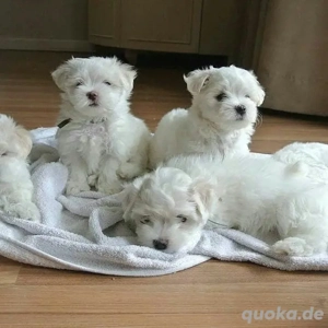 Wunderschöne, familienerzogene Malteserwelpen 