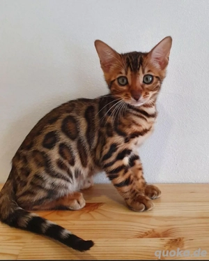 Lernen Sie Lola kennen   ein atemberaubendes Bengal-Kätzchen voller Leben und Charme   