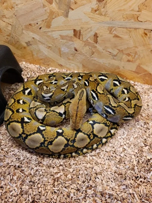 Netzpython    Schlange 