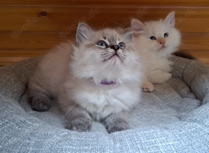 Neva masquarade mit Stammbaum sibirische katze