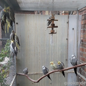 Junge Nymphensittiche 