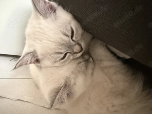 Hübsche Kitten Siam BKH mix 