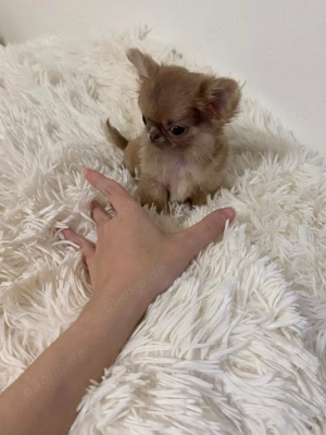 Teacup Chihuahua Hündin 