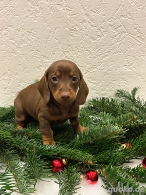 liebevolle zwergdackel suchen absofort 