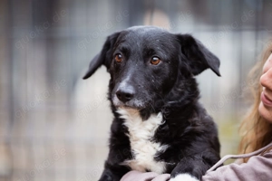 Bobi sucht sein Zuhause 