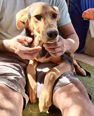 Junghund Pumba sucht ein aktives, liebevolles Zuhause