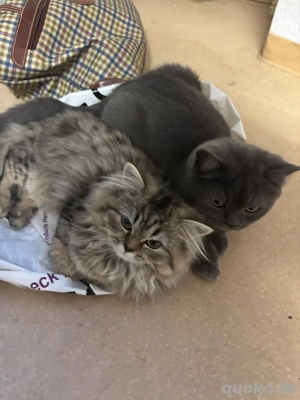 katzen suchen neu wohnung